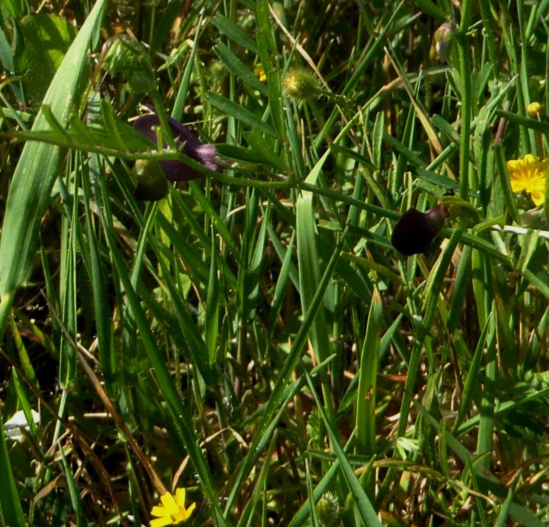 Vicia sativa?